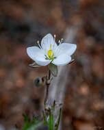 Image of Spergularia fasciculata Phil.