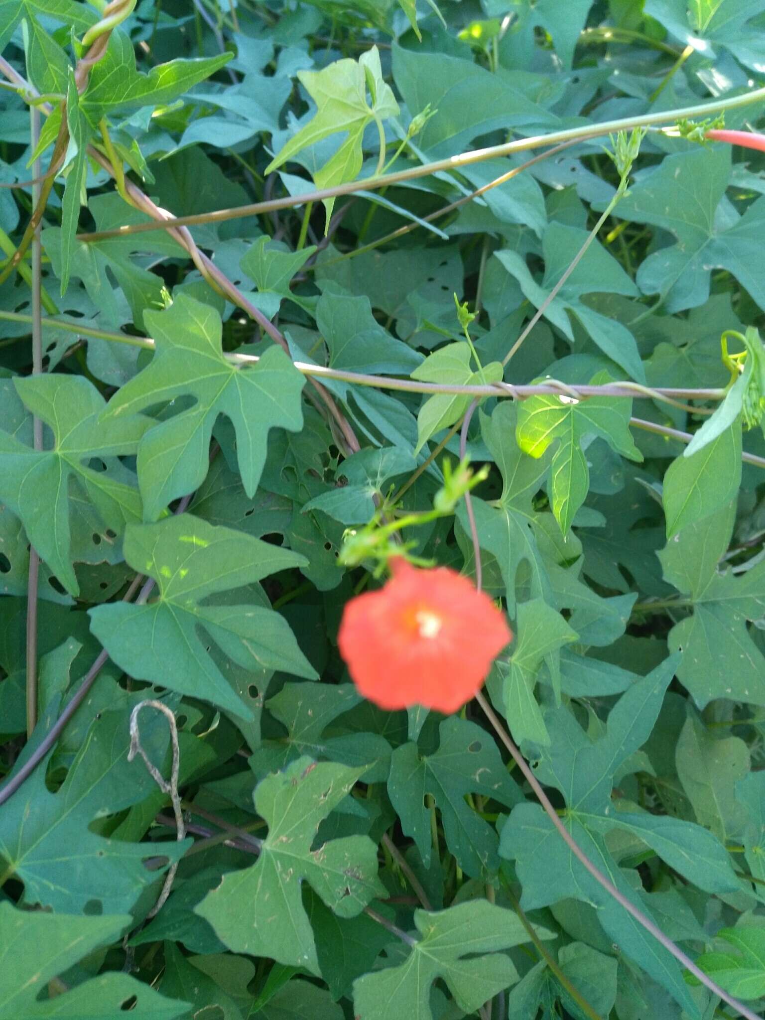 Слика од Ipomoea cristulata Hall. fil.