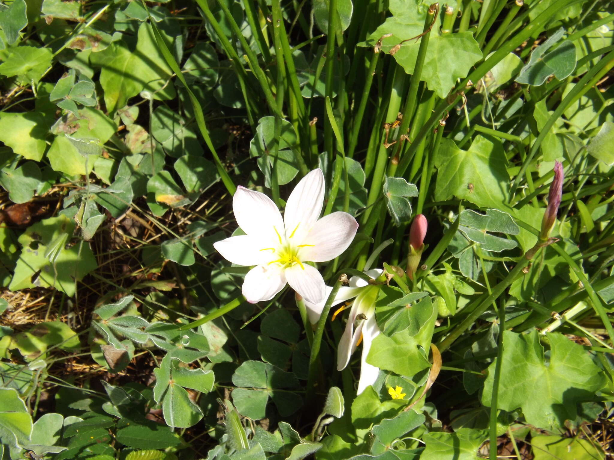 Image of Zephyranthes carinata Herb.