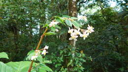 Image of fuchsia begonia