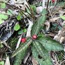 Image of Ardisia violacea (T. Suzuki) W. Z. Fang & K. Yao