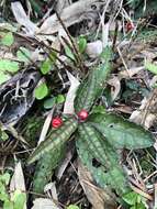 Image of Ardisia violacea (T. Suzuki) W. Z. Fang & K. Yao