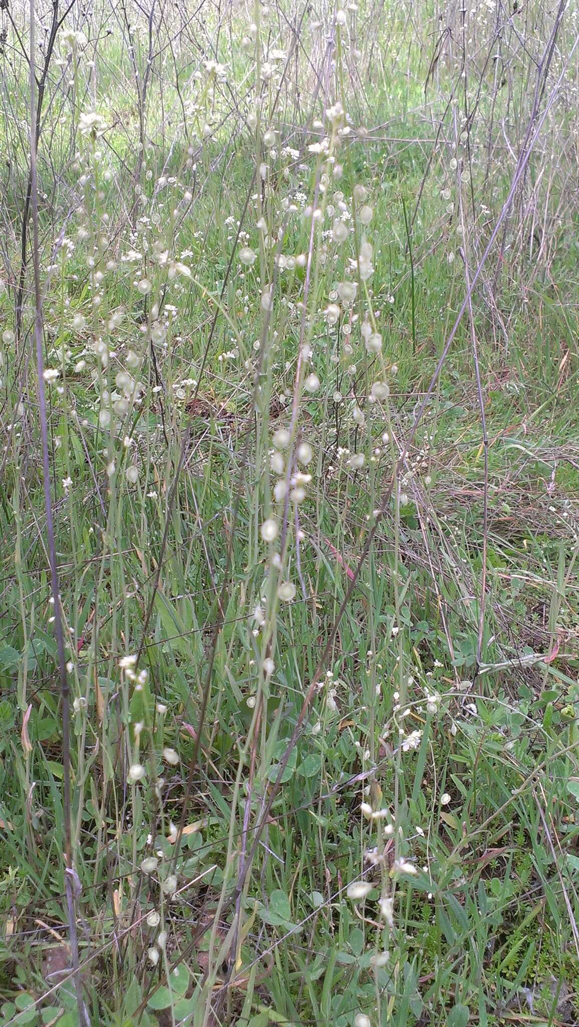 Image of sand fringepod