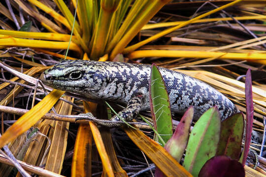 Image of Scree Skink