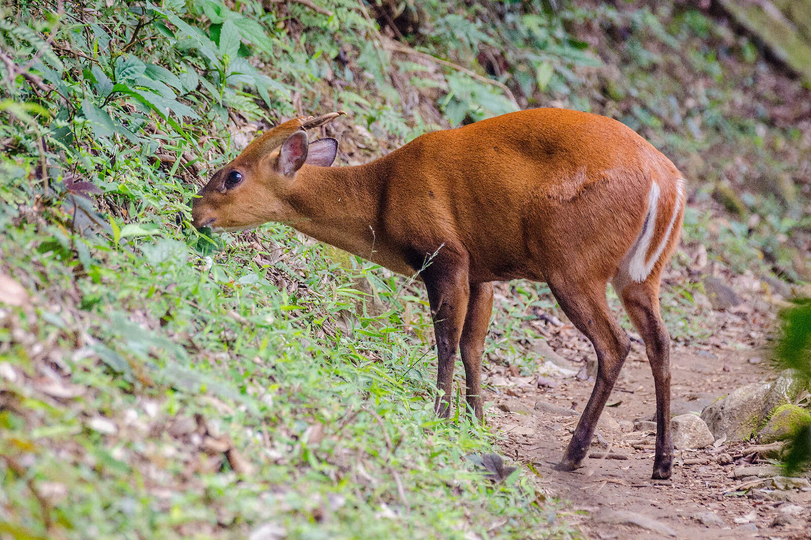 Image of Barking Deer