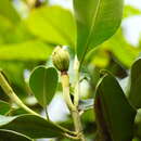 Image of Magnolia colombiana (Little) Govaerts