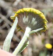 Image of Schistostephium umbellatum (L. fil.) K. Bremer & C. J. Humphries