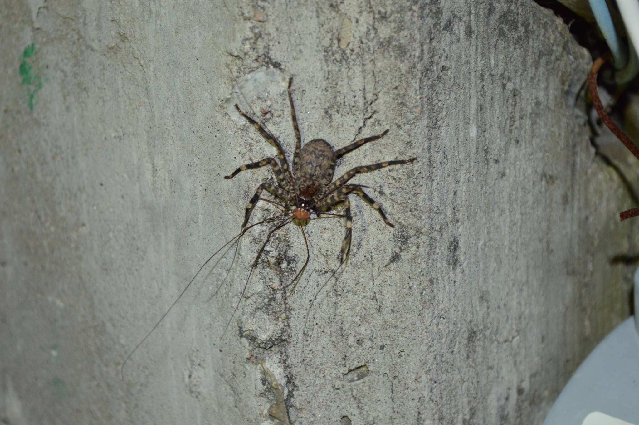 Image of Selenops malinalxochitl Crews 2011