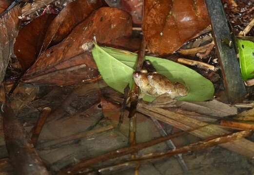 Image of Common Puddle Frog