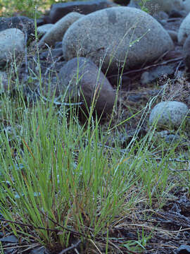 Imagem de Agrostis exarata Trin.