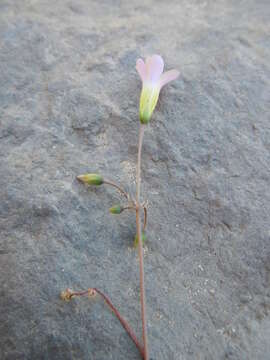 Sivun Oxalis stellata Eckl. & Zeyh. kuva