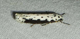 Image of Ethmia hagenella Chambers 1878