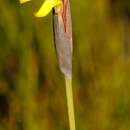 Image of Bobartia parva Gillett