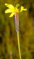 Image of Bobartia parva Gillett