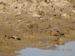 Image of Grey-necked Bunting