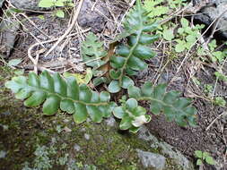 Imagem de Asplenium aureum Cav.