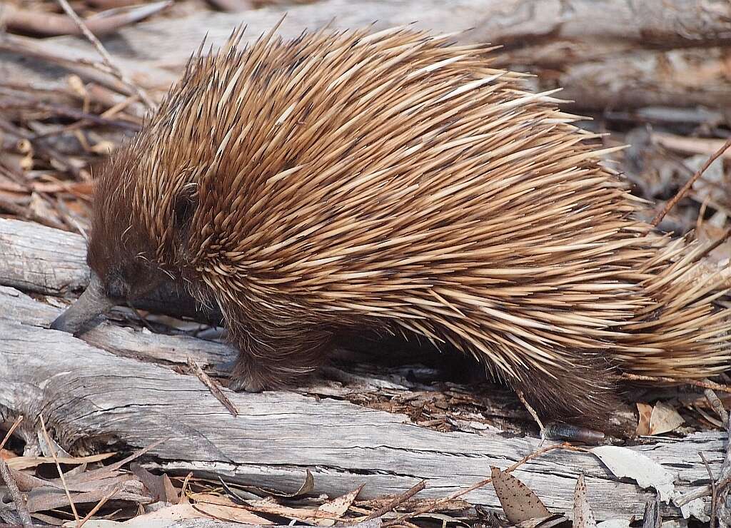 Sivun Tachyglossus aculeatus multiaculeatus (W. Rothschild 1905) kuva