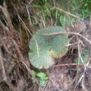 Image of Begonia tapatia Burt-Utley & McVaugh