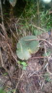 Image of Begonia tapatia Burt-Utley & McVaugh