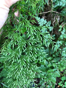 Image of Onychium japonicum (Thunb.) Kunze