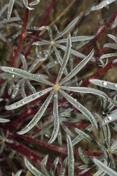 Image of silvery lupine