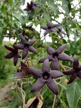 Image of Matelea pilosa (Benth.) R. E. Woodson