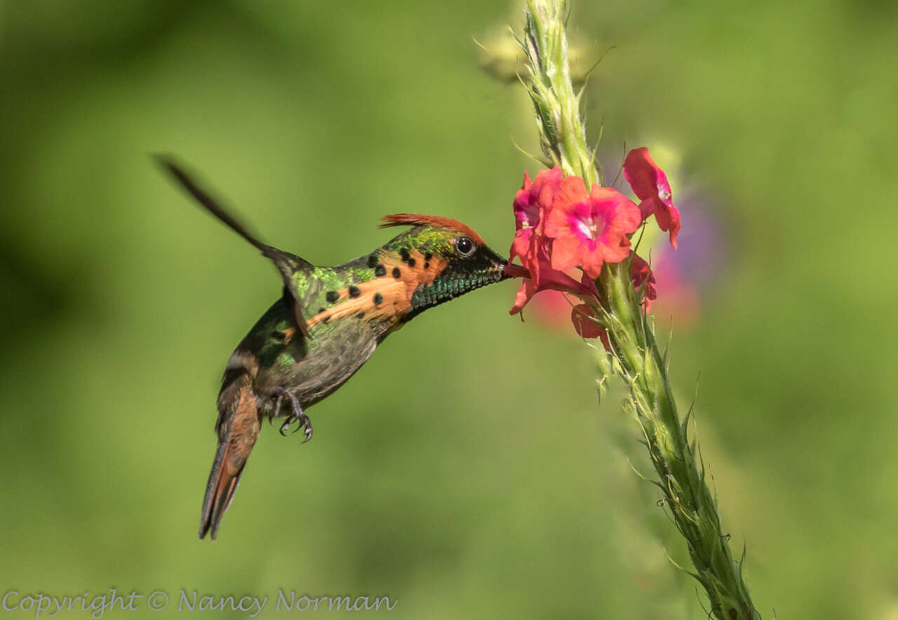 Lophornis ornatus (Boddaert 1783) resmi