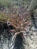 Sivun Tillandsia sphaerocephala Baker kuva