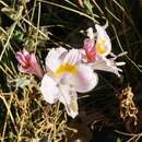 Image of Alstroemeria pallida Graham