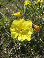 Oenothera macrocarpa Nutt. resmi