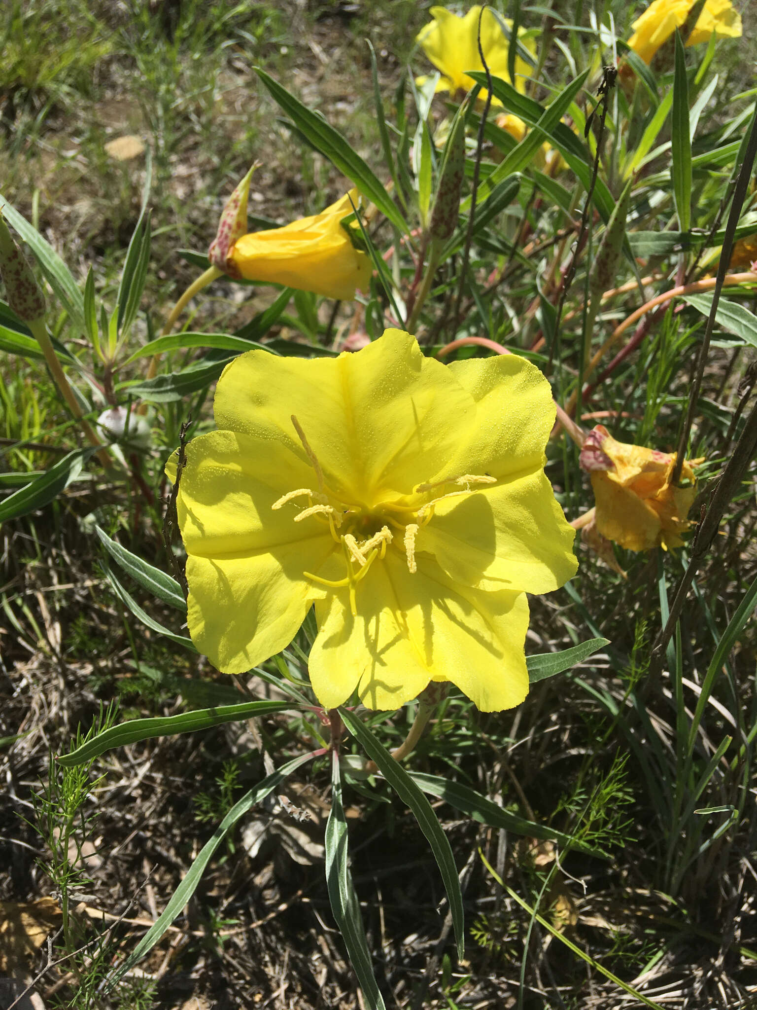 Oenothera macrocarpa Nutt. resmi