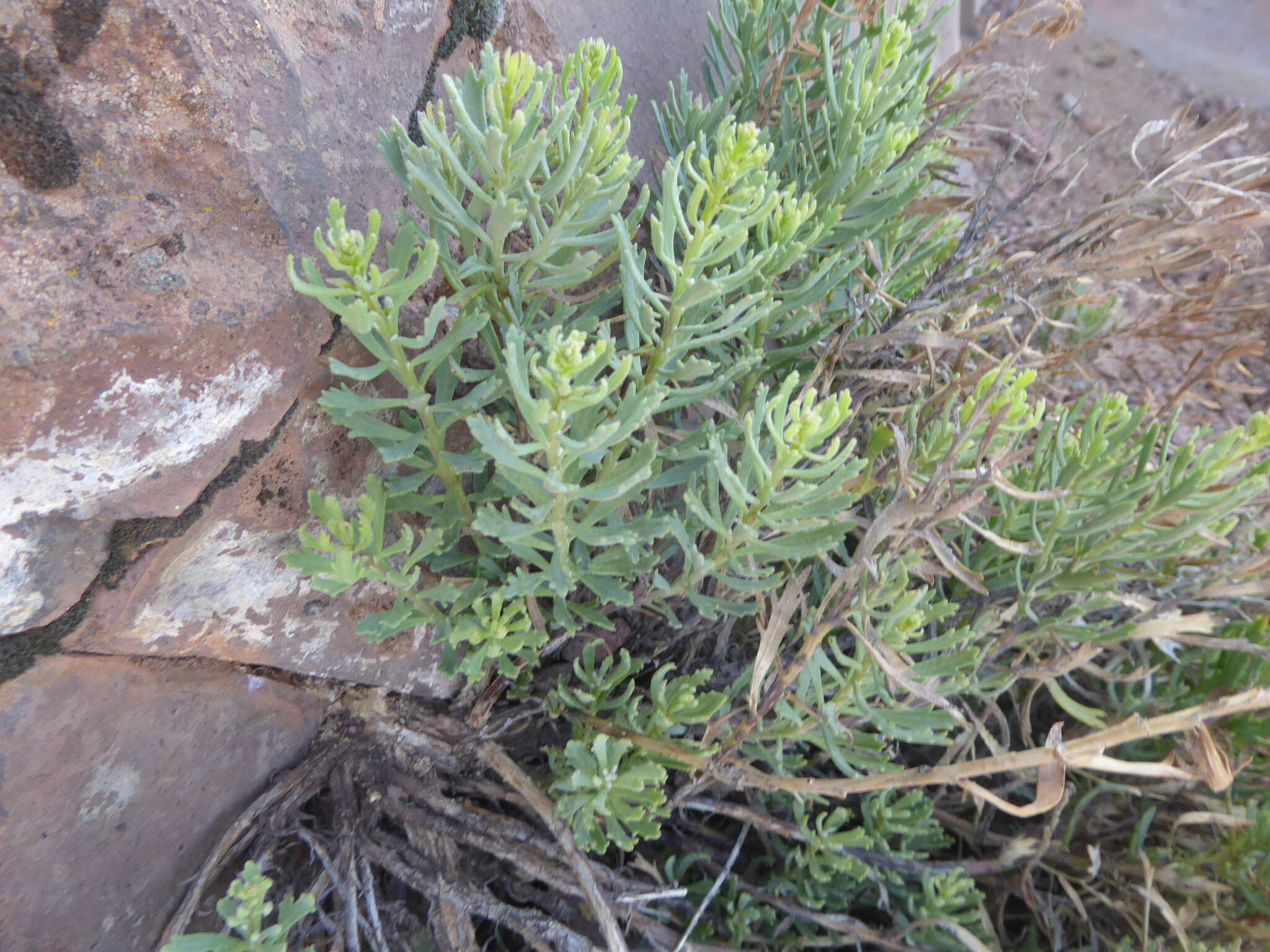 Plancia ëd Bethencourtia palmensis (Nees) Choisy