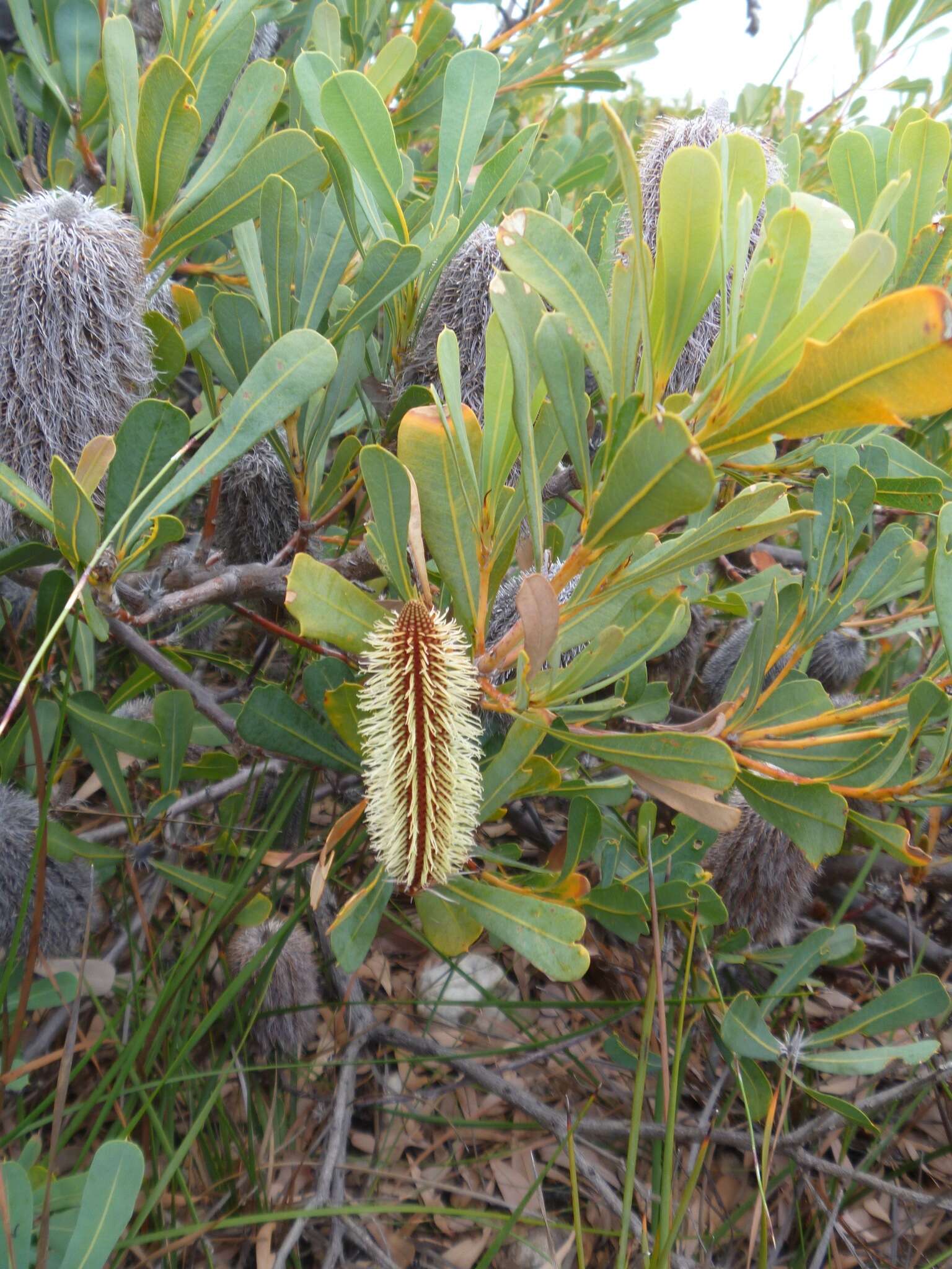 Image of Banksia oreophila A. S. George