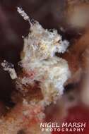 Image of Pontoh`s Pygmy Seahorse