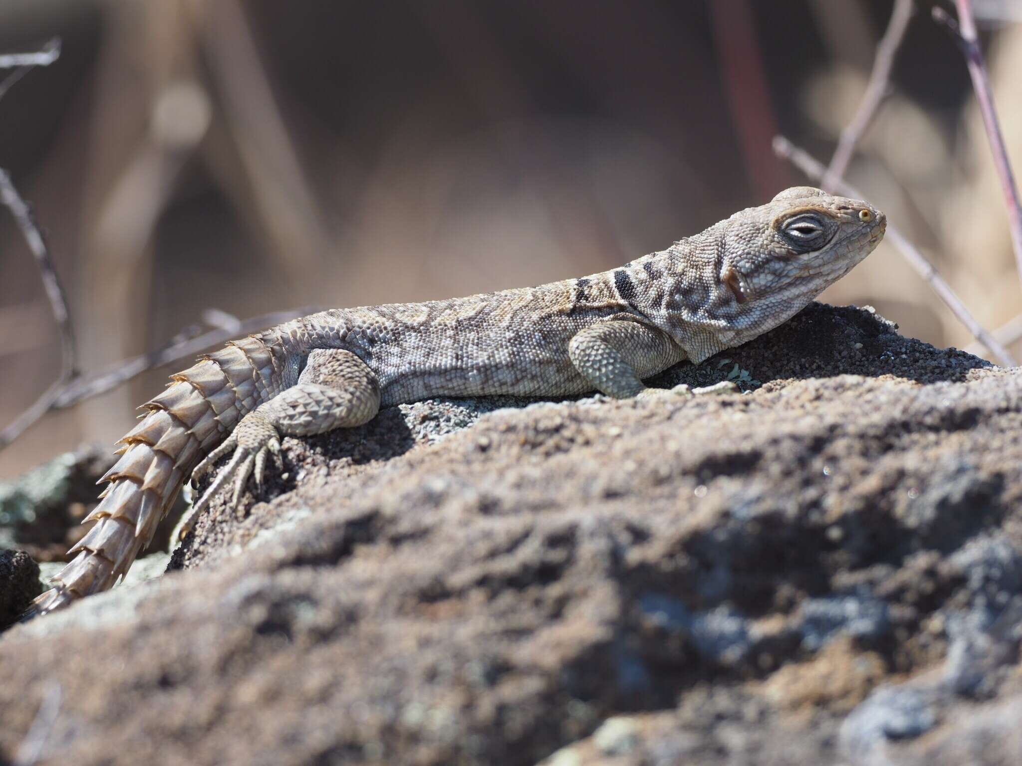 Imagem de Oplurus cyclurus (Merrem 1820)