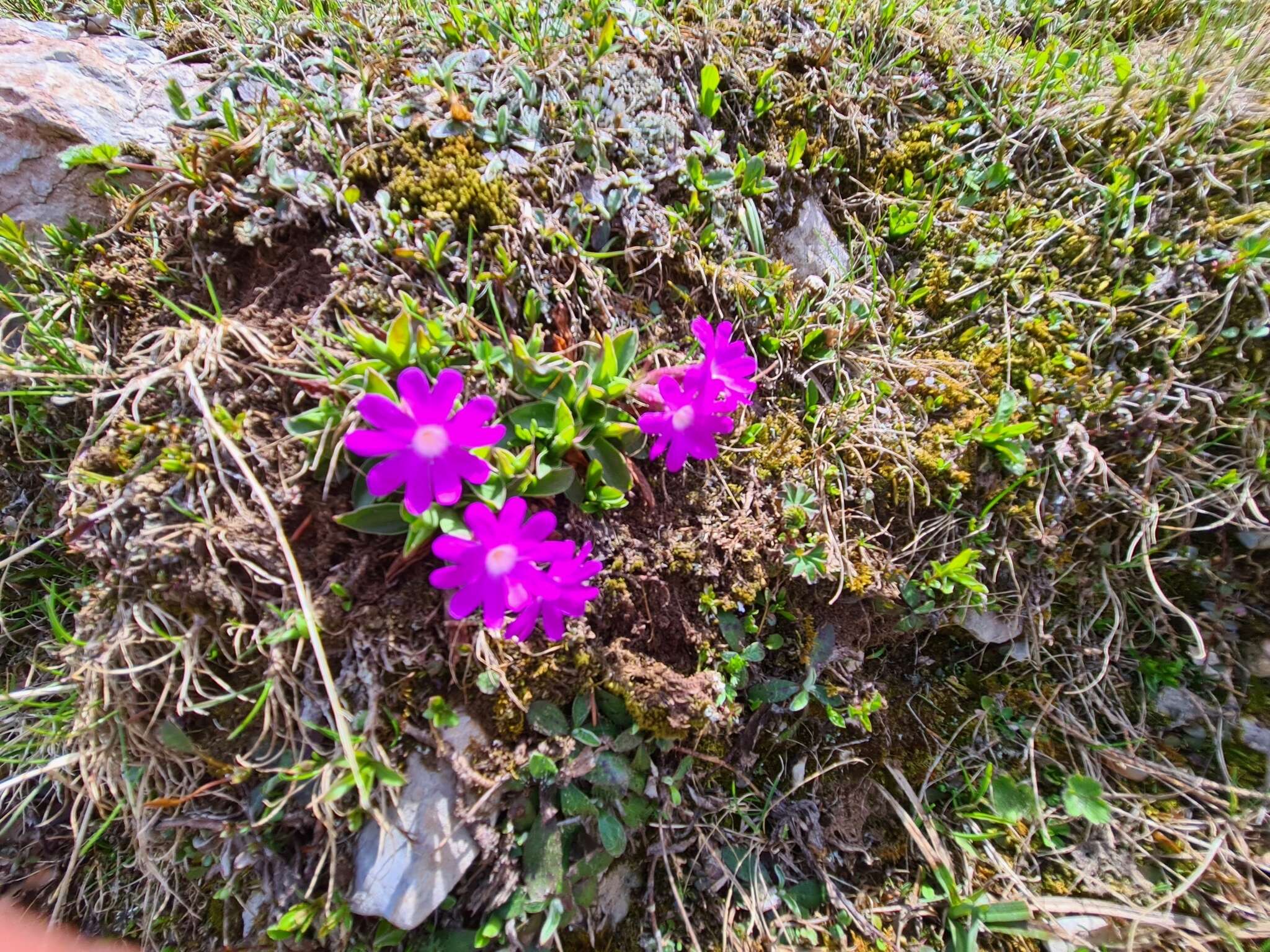 Image of Primula clusiana Tausch