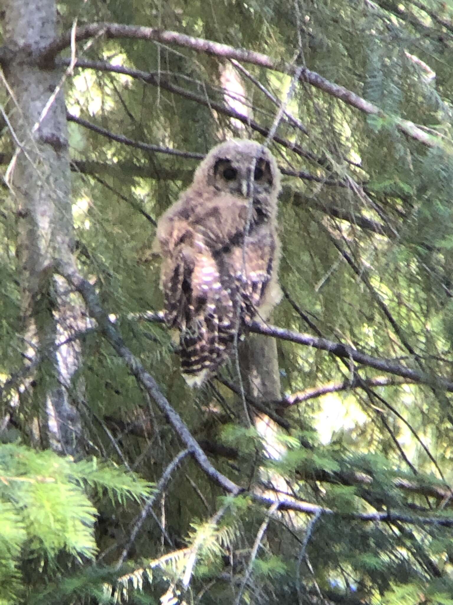 Image of California Spotted Owl