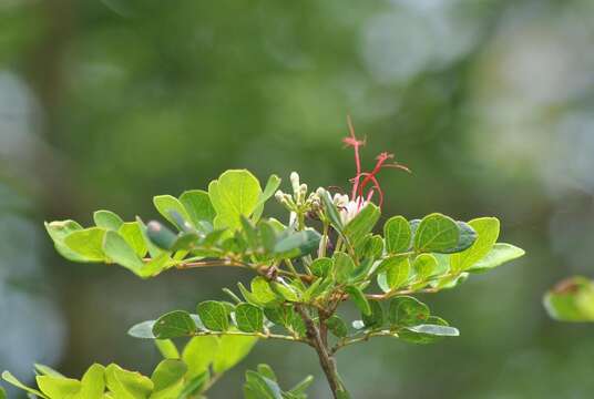 Albizia petersiana subsp. evansii (Burtt Davy) Brenan的圖片