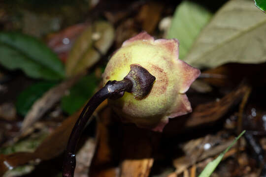 Sivun Aspidistra nankunshanensis Yan Liu & C. R. Lin kuva