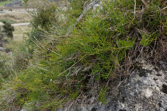 Image of Anisotome brevistylis (Hook. fil.) Cockayne