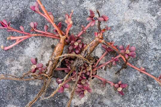 Image of tiny purslane