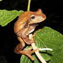 Image of Gastrotheca nicefori Gaige 1933