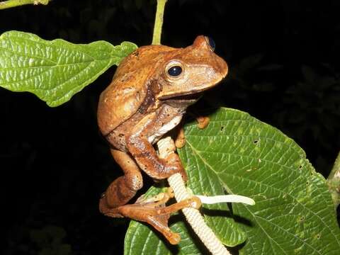 Imagem de Gastrotheca nicefori Gaige 1933