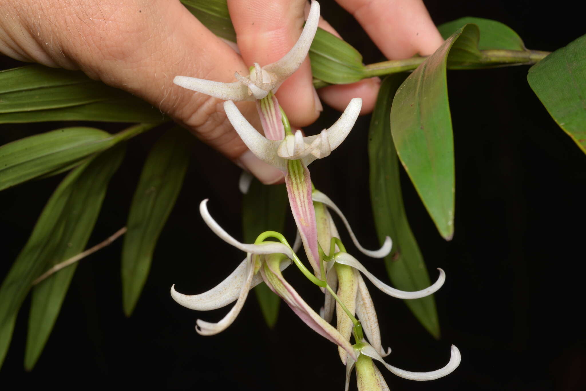 Dendrobium fractiflexum Finet的圖片