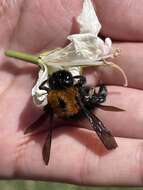 Xylocopa eximia Pérez 1901 resmi