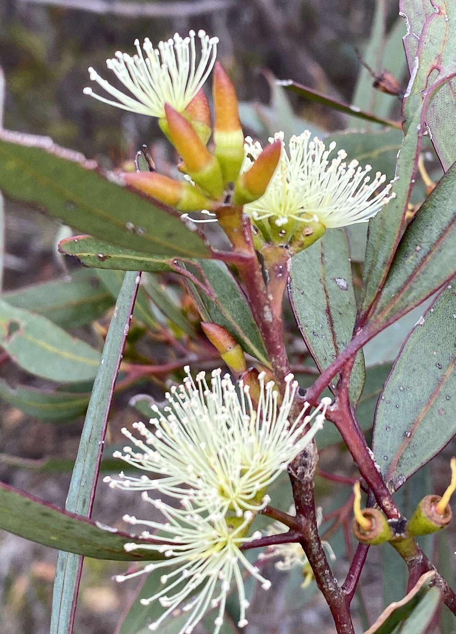 Image of Eucalyptus phaenophylla M. I. H. Brooker & S. D. Hopper
