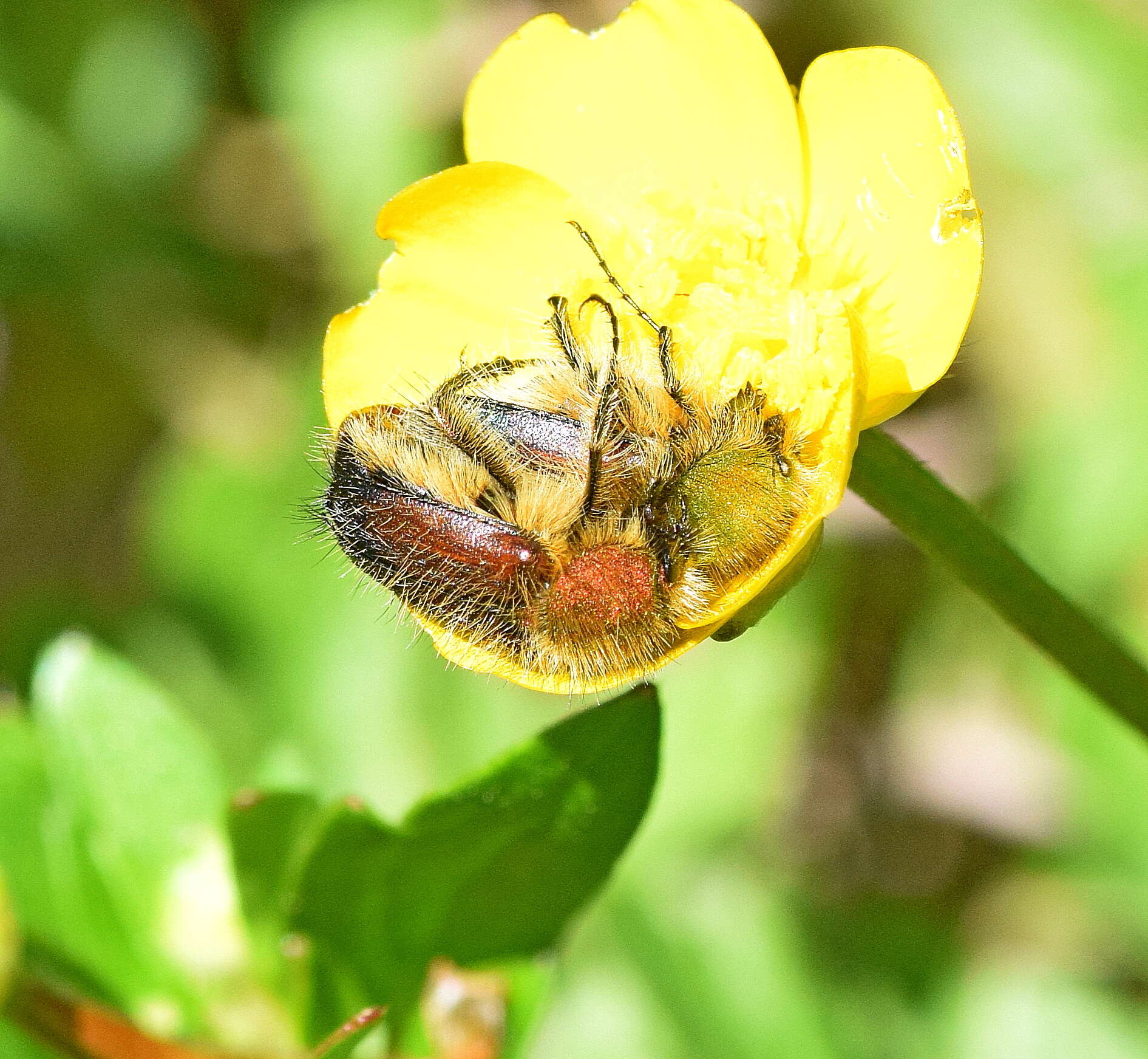 صورة Pygopleurus apicalis (Brullé 1832)