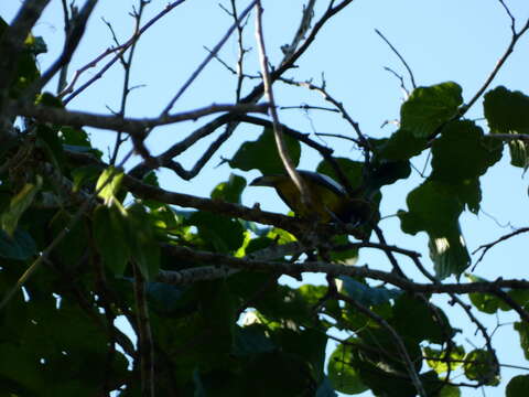 Imagem de Icterus leucopteryx (Wagler 1827)