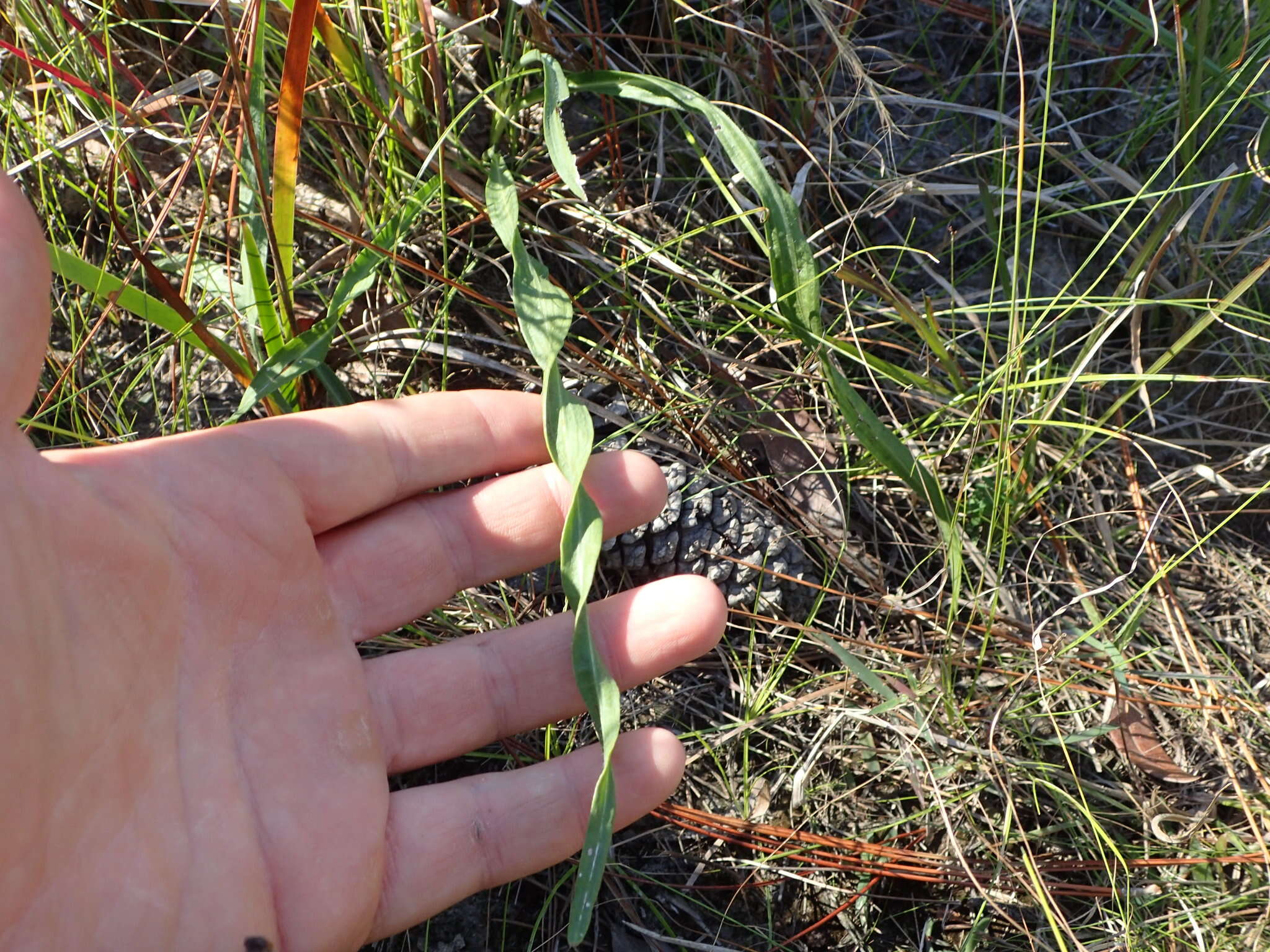 Image of Twisted yellow-eyed grass