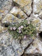 Image of sticky sandspurry